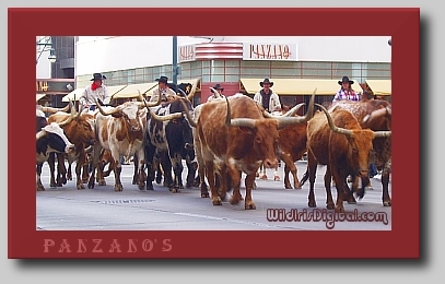 wsteers03 (82K)