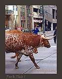 wsteers06t (27K)