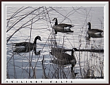 geese23et (27K)