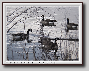 wgeese23e (93K)