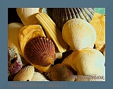 wshells12.2.7.05t (37K)
